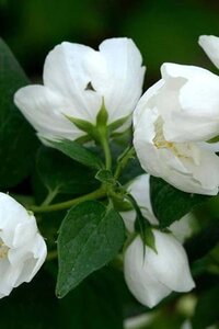 Philadelphus 'Bouquet Blanc' 50-60 cm cont. 3,0L - afbeelding 2