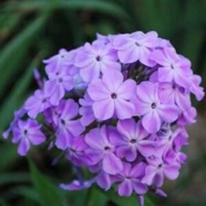 Phlox (P) 'Blue Boy' geen maat specificatie 0,55L/P9cm - afbeelding 1