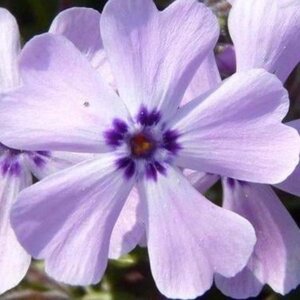 Phlox (S) 'Benita' geen maat specificatie 0,55L/P9cm - afbeelding 1