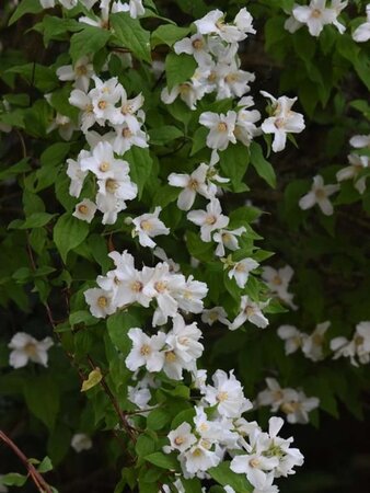 Philadelphus 'Belle Etoile' 80-100 cm cont. 10L - afbeelding 1