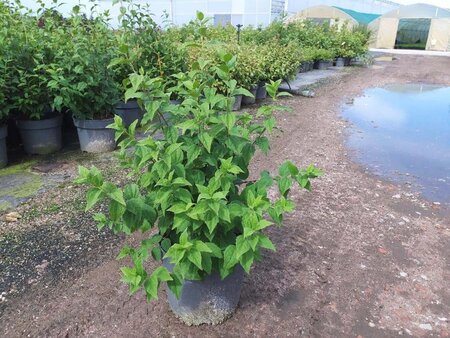 Philadelphus 'Belle Etoile' 80-100 cm cont. 10L - afbeelding 3