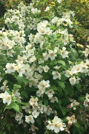 Philadelphus 'Belle Etoile' 80-100 cm cont. 10L - afbeelding 9