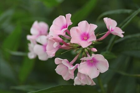 Phlox (P) 'Bright Eyes' geen maat specificatie 0,55L/P9cm - afbeelding 1