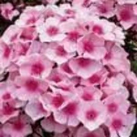 Phlox (P) 'Bright Eyes' geen maat specificatie 0,55L/P9cm - afbeelding 6