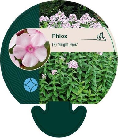 Phlox (P) 'Bright Eyes' geen maat specificatie 0,55L/P9cm - afbeelding 5