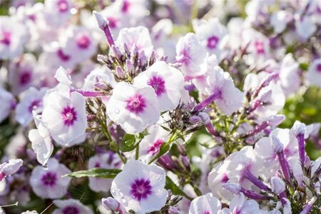 Phlox (P) 'Bright Eyes' geen maat specificatie 0,55L/P9cm - afbeelding 3