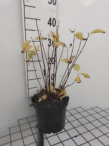 Philadelphus cor. 'Aureus' 30-40 cm cont. 3,0L - afbeelding 1