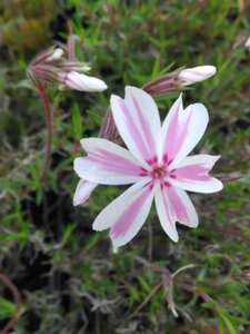 Phlox (S) Candy Stripes geen maat specificatie 0,55L/P9cm - afbeelding 3