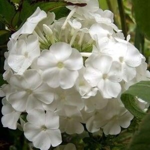 Phlox (P) 'David' geen maat specificatie 0,55L/P9cm - afbeelding 4