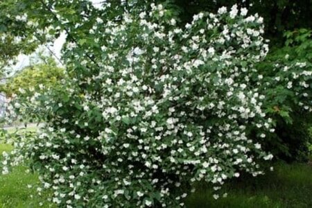 Philadelphus 'Dame Blanche' 50-60 cm cont. 3,0L - afbeelding 1