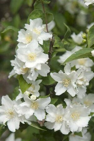 Philadelphus 'Dame Blanche' 50-60 cm cont. 3,0L - afbeelding 2