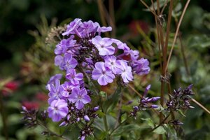 Phlox div. 'Clouds of Perfume' geen maat specificatie 0,55L/P9cm - afbeelding 2