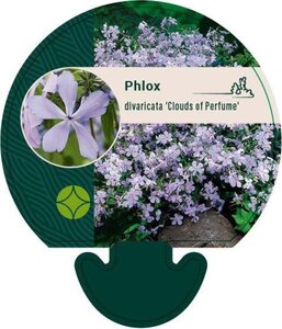 Phlox div. 'Clouds of Perfume' geen maat specificatie 0,55L/P9cm - afbeelding 4