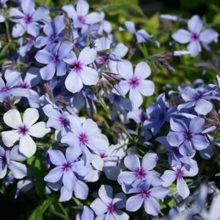 Phlox div. 'Clouds of Perfume' geen maat specificatie 0,55L/P9cm - afbeelding 3