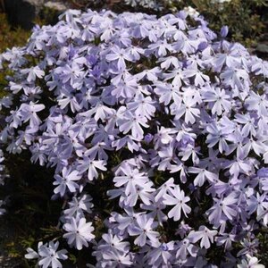 Phlox (S) 'Emerald Cushion Blue' geen maat specificatie 0,55L/P9cm - afbeelding 5