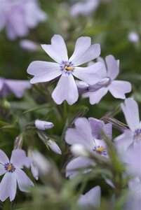 Phlox (S) 'Emerald Cushion Blue' geen maat specificatie 0,55L/P9cm - afbeelding 7