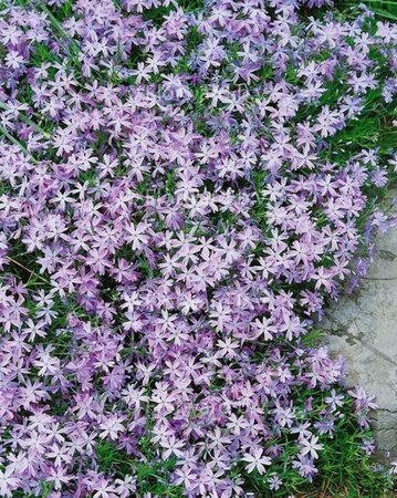 Phlox (S) 'Emerald Cushion Blue' geen maat specificatie 0,55L/P9cm - afbeelding 8