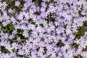 Phlox (S) 'Emerald Cushion Blue' geen maat specificatie 0,55L/P9cm - afbeelding 2