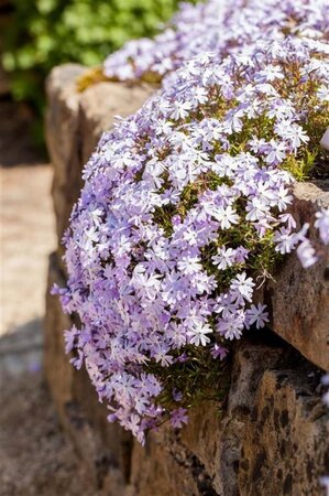 Phlox (S) 'Emerald Cushion Blue' geen maat specificatie 0,55L/P9cm - afbeelding 3