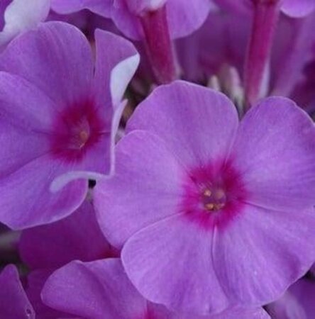 Phlox (P) 'Eva Cullum' geen maat specificatie 0,55L/P9cm