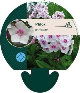 Phlox (P) 'Europa' geen maat specificatie 0,55L/P9cm - afbeelding 2