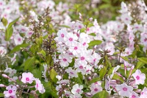 Phlox (P) 'Europa' geen maat specificatie 0,55L/P9cm - afbeelding 1