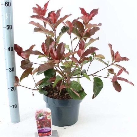 Photinia fraseri 'Camilvy' 30-40 cm cont. 5,0L - afbeelding 1