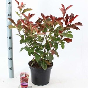 Photinia fraseri 'Camilvy' 30-40 cm cont. 5,0L - afbeelding 2