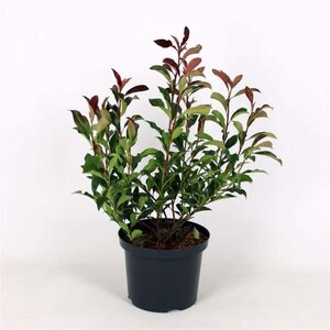 Photinia fraseri Dynamo Red 60-80 cm cont. 5,0L - afbeelding 1