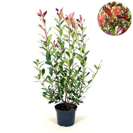 Photinia fraseri Dynamo Red 60-80 cm cont. 5,0L - afbeelding 2