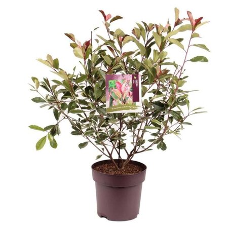 Photinia fraseri Louise 60-70 cm cont. 10L