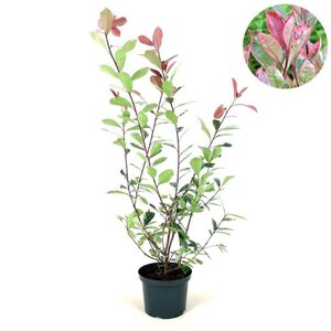 Photinia fraseri Louise 60-80 cm cont. 5,0L