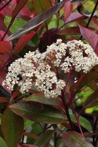 Photinia fraseri 'Little Red Robin' 25-30 cm cont. 3,0L - afbeelding 3