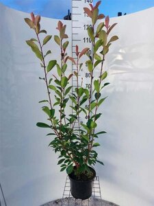 Photinia fraseri 'Red Robin'= 'Roodborstje' 100-125 cm cont. 5,0L - afbeelding 8