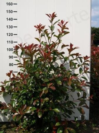 Photinia fraseri 'Red Robin'= 'Roodborstje' 100-125 cm met kluit - afbeelding 4