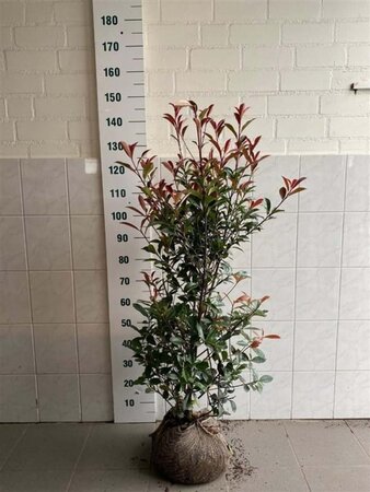 Photinia fraseri 'Red Robin'= 'Roodborstje' 100-125 cm met kluit - afbeelding 12