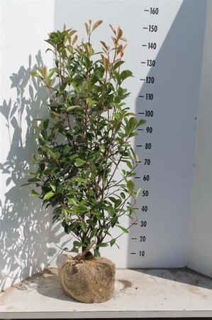 Photinia fraseri 'Red Robin'= 'Roodborstje' 100-125 cm met kluit - afbeelding 2