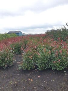 Photinia fraseri 'Red Robin'= 'Roodborstje' 100-125 cm met kluit - afbeelding 3