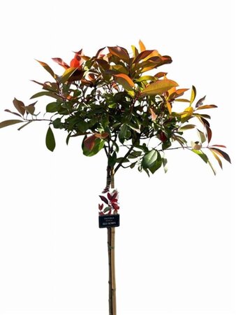 Photinia fraseri 'Red Robin'= 'Roodborstje' 100 cm stam cont. 10L - afbeelding 4