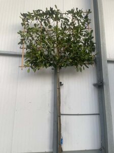 Photinia fraseri 'Red Robin'= 'Roodborstje' 12-14 Hoogstam cont. 30L SCHERM,br150xh120 180 cm stam