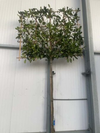 Photinia fraseri 'Red Robin'= 'Roodborstje' 12-14 STA cont. 30L screen,br150xh120 180 cm stem