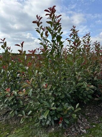 Photinia fraseri 'Red Robin'= 'Roodborstje' 125-150 cm met kluit - afbeelding 15