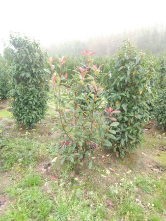 Photinia fraseri 'Red Robin'= 'Roodborstje' 125-150 cm met kluit - afbeelding 4