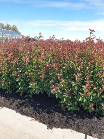 Photinia fraseri 'Red Robin'= 'Roodborstje' 125-150 cm met kluit - afbeelding 2