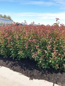 Photinia fraseri 'Red Robin'= 'Roodborstje' 125-150 cm met kluit - afbeelding 2