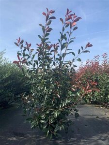 Photinia fraseri 'Red Robin'= 'Roodborstje' 150-175 cm cont. 20L