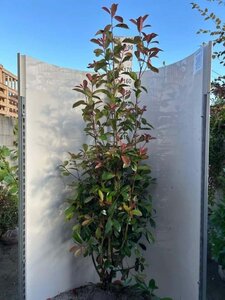 Photinia fraseri 'Red Robin'= 'Roodborstje' 150-175 cm met kluit - afbeelding 4