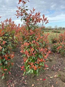 Photinia fraseri 'Red Robin'= 'Roodborstje' 150-175 cm met kluit - afbeelding 22