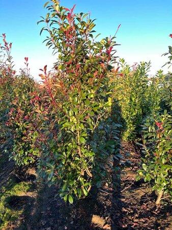 Photinia fraseri 'Red Robin'= 'Roodborstje' 150-175 cm met kluit - afbeelding 13