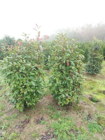 Photinia fraseri 'Red Robin'= 'Roodborstje' 150-175 cm met kluit - afbeelding 9